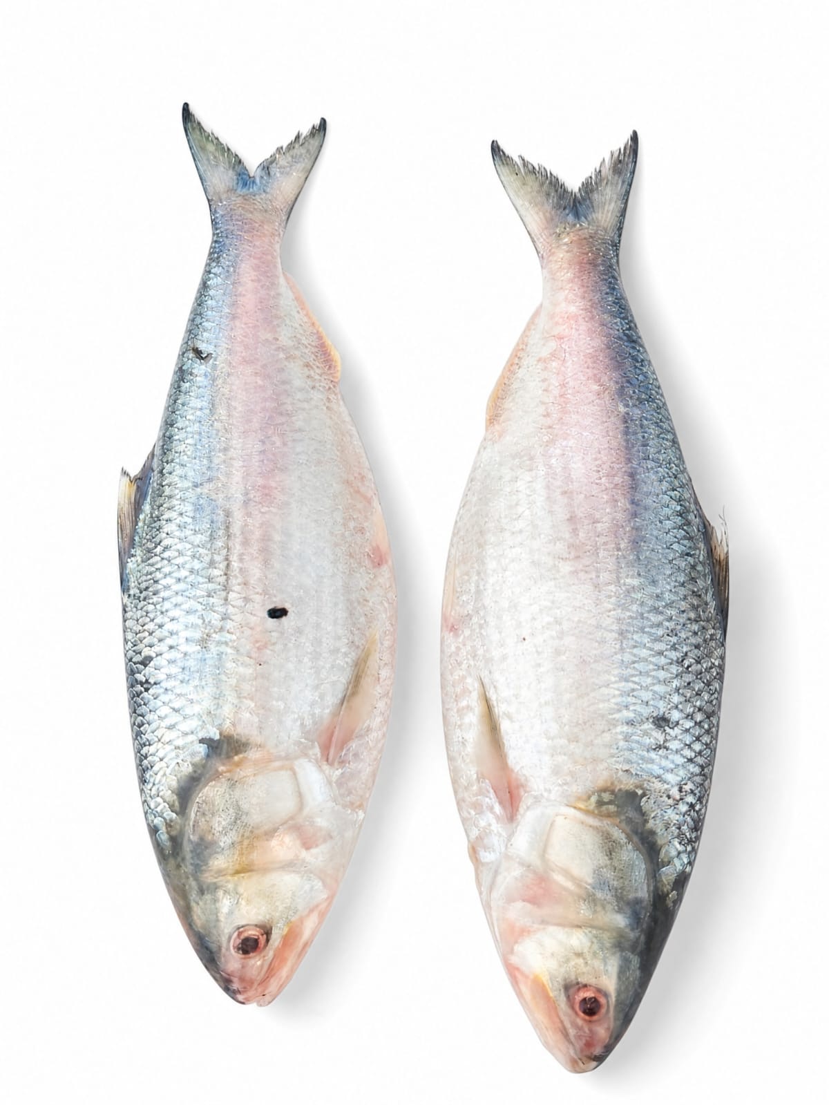 Hilsa Fish-1kg size পদ্মার ইলিশ (১কেজি সাইজ) per kg